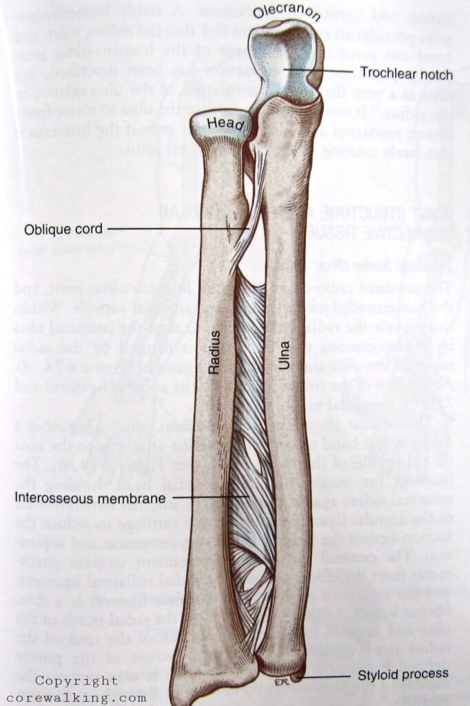 How to Prevent Shin Splints in Your Forearms: 